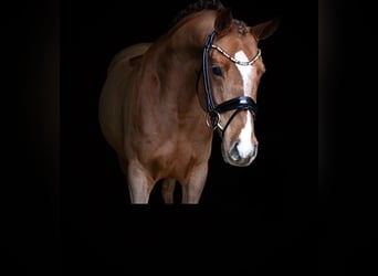 Poni alemán, Caballo castrado, 6 años, 147 cm, Alazán