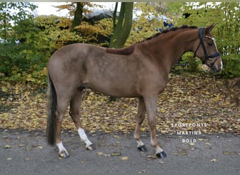 Poni alemán, Caballo castrado, 6 años, 147 cm, Alazán