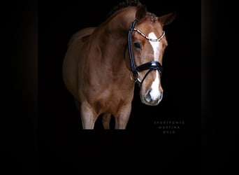 Poni alemán, Caballo castrado, 6 años, 147 cm, Alazán