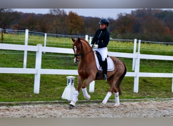 Poni alemán, Caballo castrado, 6 años, 147 cm, Alazán