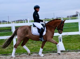 Poni alemán, Caballo castrado, 6 años, 147 cm, Alazán