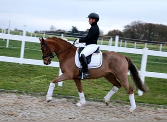 Poni alemán, Caballo castrado, 6 años, 147 cm, Alazán