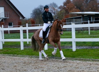 Poni alemán, Caballo castrado, 6 años, 147 cm, Alazán