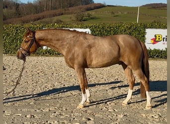 Poni alemán, Caballo castrado, 6 años, 147 cm, Alazán