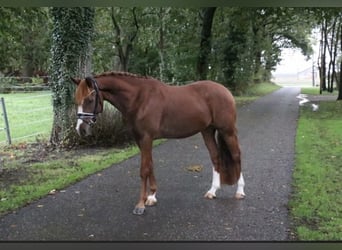 Poni alemán, Caballo castrado, 6 años, 147 cm, Alazán-tostado