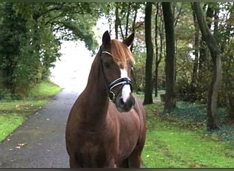 Poni alemán, Caballo castrado, 6 años, 147 cm, Alazán-tostado