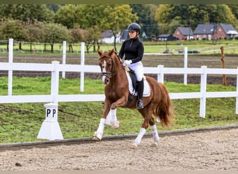 Poni alemán, Caballo castrado, 6 años, 147 cm, Alazán-tostado