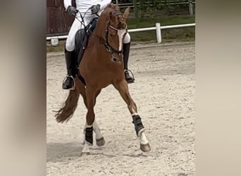 Poni alemán, Caballo castrado, 6 años, 147 cm, Alazán-tostado