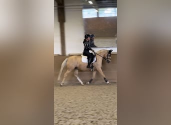 Poni alemán, Caballo castrado, 6 años, 147 cm