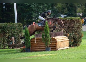 Poni alemán, Caballo castrado, 6 años, 147 cm, Castaño