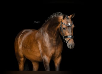 Poni alemán, Caballo castrado, 6 años, 147 cm, Castaño