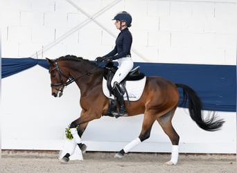 Poni alemán, Caballo castrado, 6 años, 147 cm, Castaño