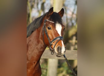 Poni alemán, Caballo castrado, 6 años, 147 cm, Castaño oscuro