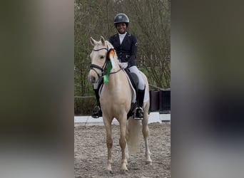 Poni alemán, Caballo castrado, 6 años, 147 cm, Palomino