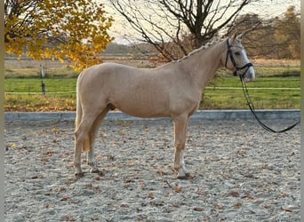 Poni alemán, Caballo castrado, 6 años, 147 cm, Palomino