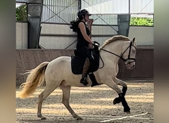 Poni alemán, Caballo castrado, 6 años, 147 cm, Perlino