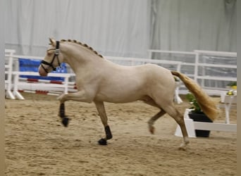 Poni alemán, Caballo castrado, 6 años, 147 cm, Perlino