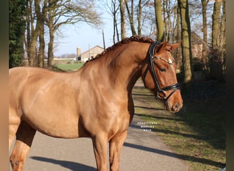 Poni alemán, Caballo castrado, 6 años, 148 cm, Alazán