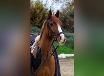 Poni alemán, Caballo castrado, 6 años, 148 cm, Alazán