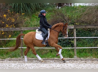Poni alemán, Caballo castrado, 6 años, 148 cm, Alazán