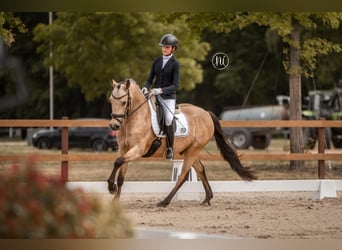 Poni alemán, Caballo castrado, 6 años, 148 cm, Bayo