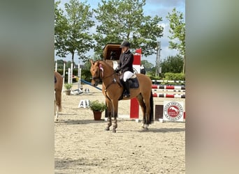 Poni alemán, Caballo castrado, 6 años, 148 cm, Bayo