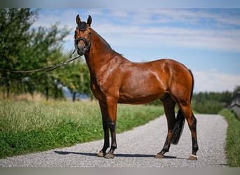 Poni alemán, Caballo castrado, 6 años, 148 cm, Castaño