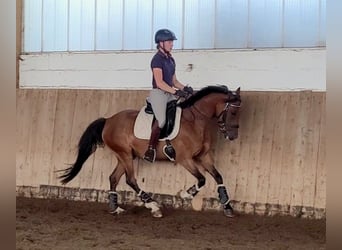 Poni alemán, Caballo castrado, 6 años, 148 cm, Castaño