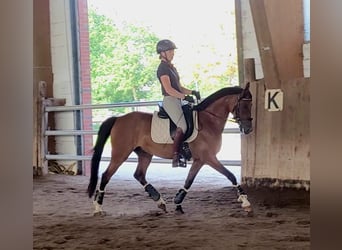 Poni alemán, Caballo castrado, 6 años, 148 cm, Castaño