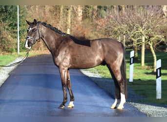 Poni alemán, Caballo castrado, 6 años, 148 cm, Negro