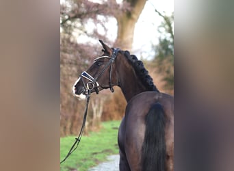 Poni alemán, Caballo castrado, 6 años, 148 cm, Negro