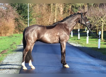 Poni alemán, Caballo castrado, 6 años, 148 cm, Negro