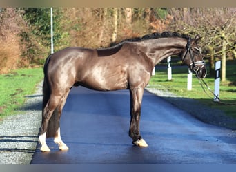 Poni alemán, Caballo castrado, 6 años, 148 cm, Negro