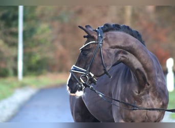 Poni alemán, Caballo castrado, 6 años, 148 cm, Negro