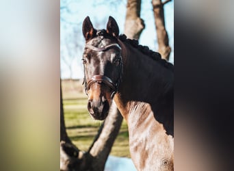 Poni alemán, Caballo castrado, 6 años, 149 cm, Castaño oscuro