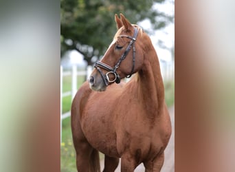 Poni alemán, Caballo castrado, 6 años, 150 cm, Alazán