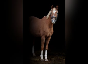 Poni alemán, Caballo castrado, 6 años, 150 cm, Alazán