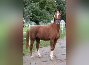 Poni alemán, Caballo castrado, 6 años, 150 cm, Alazán