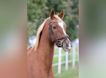 Poni alemán, Caballo castrado, 6 años, 150 cm, Alazán