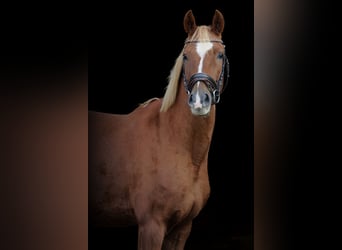 Poni alemán, Caballo castrado, 6 años, 150 cm, Alazán