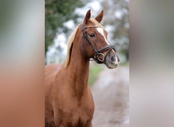 Poni alemán, Caballo castrado, 6 años, 150 cm, Alazán