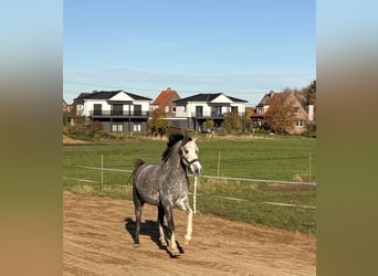 Poni alemán, Caballo castrado, 6 años, 151 cm, Tordo rodado