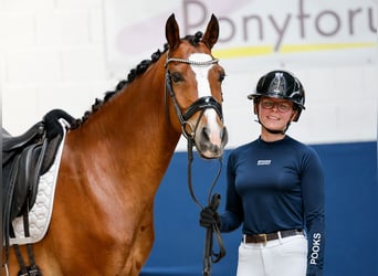 Poni alemán, Caballo castrado, 6 años, 152 cm, Castaño