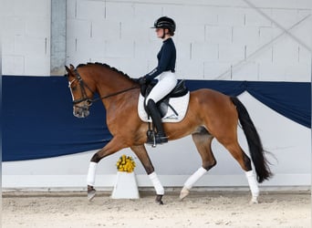 Poni alemán, Caballo castrado, 6 años, 152 cm, Castaño