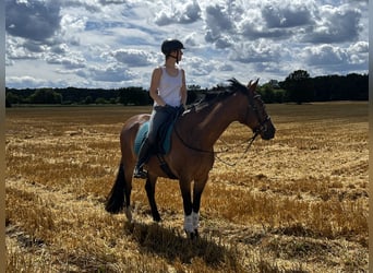 Poni alemán, Caballo castrado, 6 años, 152 cm, Castaño