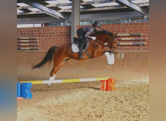 Poni alemán, Caballo castrado, 6 años, 153 cm