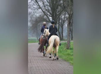 Poni alemán, Caballo castrado, 6 años, 153 cm, Palomino