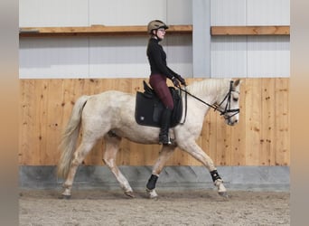 Poni alemán, Caballo castrado, 6 años, 153 cm, Palomino