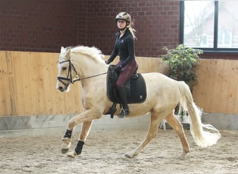 Poni alemán, Caballo castrado, 6 años, 153 cm, Palomino
