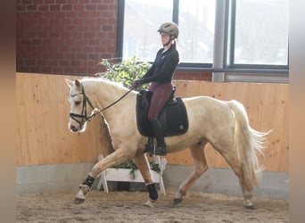 Poni alemán, Caballo castrado, 6 años, 153 cm, Palomino